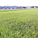 鳥取市さとに千両・古民家・BBQ・バーベキュー・ランチ・BBQ・レンタルスペース