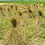 鳥取市さとに千両・古民家・BBQ・バーベキュー・ランチ・BBQ・レンタルスペース