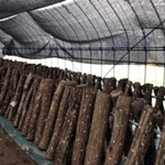 鳥取市さとに千両・古民家・BBQ・バーベキュー・ランチ・BBQ・レンタルスペース